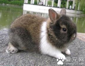 世界最大的兔子,长达1.22米体重50斤,每年吃掉4300多根胡萝卜