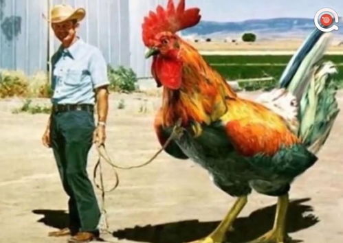 世界上最大的鸡与世界上最小的鸡
