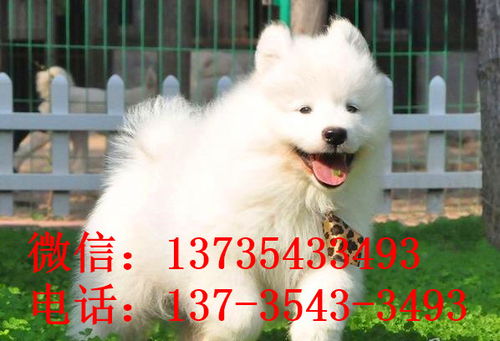 芜湖宠物狗狗犬舍出售纯种高加索犬大型犬宠物狗网站哪里有卖