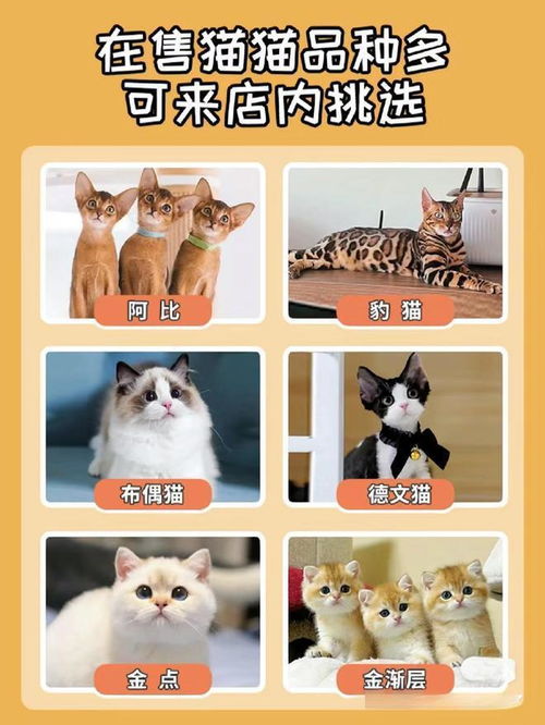 宠物猫和宠物狗图片