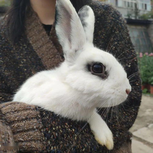 宠物兔可爱不好养兔年别让小兔遭殃