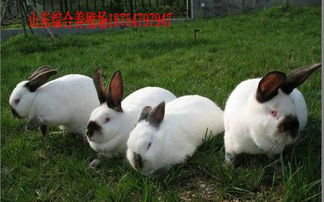 白色宠物兔可爱图片
