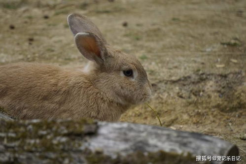 美国珍稀侏儒兔濒临灭绝-科学家大力拯救-附图