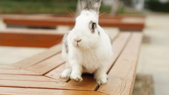 每日一动物-第23009期-荷兰侏儒兔