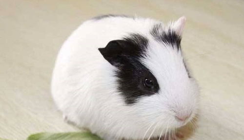 荷兰侏儒兔大而明亮的眼睛,扁鼻子,短头发,肥胖的身材