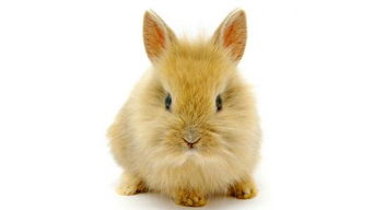 柏鲁美路兔是一种大型宠物兔,特别的能吃,应该怎么喂养呢
