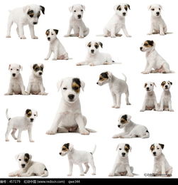 小型犬品种大全带名字图片
