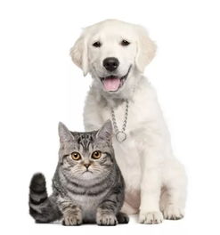 猫咪与狗狗图片图片