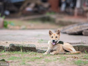 对小孩子十分友善的金毛犬可爱图片相册的图片大全