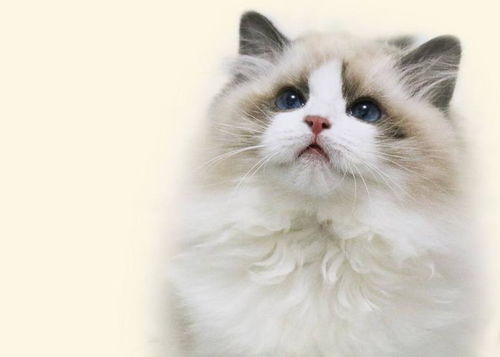 想养猫的新手们,看看最受欢迎的宠物猫,这五种猫咪排名前五