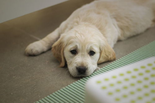 厦门宠物狗狗出售纯种巴吉度猎犬狗市场卖狗买狗哪有