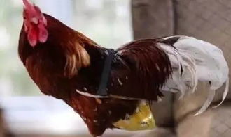 当鸡穿起五彩斑斓的尿布登堂入室变成宠物,带动起了一项致富产业