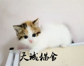 一只奶猫带坏一群布偶猫,这下主人可愁了