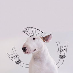 宠物店海报萌宠猫狗狗护理宠物用品宠物美容psd设计模板ps素材