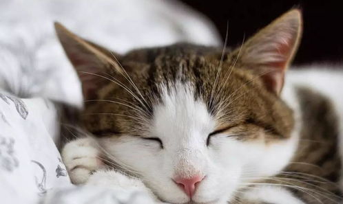 猫黄疸的发病迹象原因及治疗方法