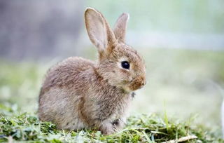 宠物兔的主食是干牧草,磨牙健肠胃,重于一切饮食