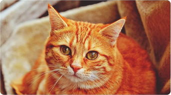 这种土耳其宠物猫价值数百万美元,全球仅剩不到100只