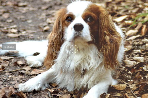 小狗摄影宠物动物可爱狗狗写真家狗图片素材