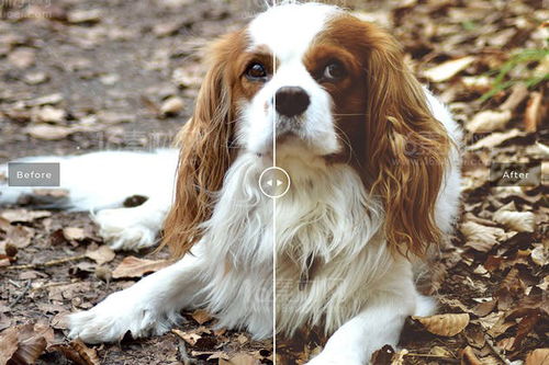 怎么训练格力犬猎兔