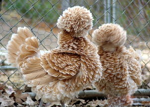 婆罗门鸡能长多大