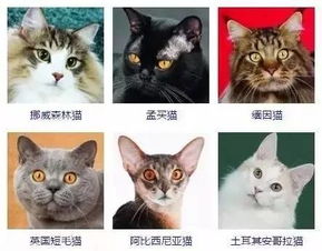 十大最受欢迎的猫咪排行