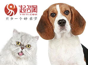 卡通手绘猫可爱小猫咪动物宠物海报png图片素材