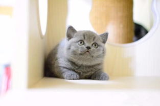 手绘卡通可爱的小猫咪图片大小4168x4168px