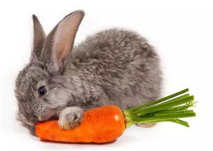 宠物兔虽然可爱,但是养起来说法还不少,赶快学起来