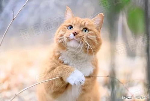 全球十大最温顺最亲近人的宠物猫排行榜,第一名你猜到了吗