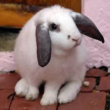 漂亮又可爱的宠物兔低价出售