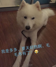 购买博美犬需谨慎,以下5类博美,不能买