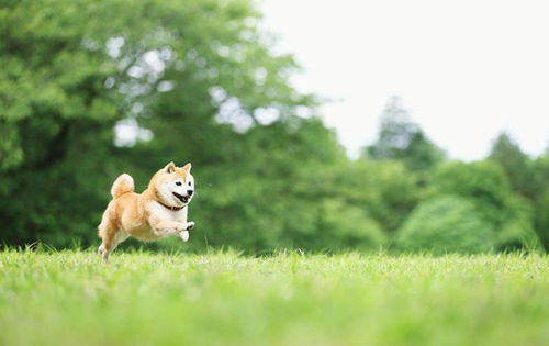 宠物狗柴犬红色背景高清摄影大图