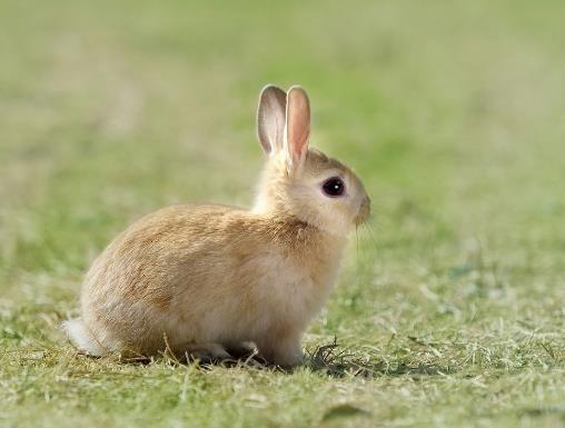 兔子是最萌的宠物