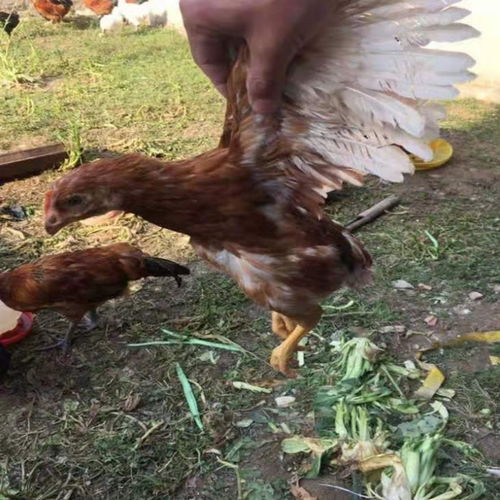 这是什么品种的鸡