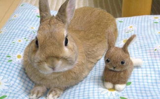 中秋节前夕,来聊聊都有哪些可爱的宠物兔子