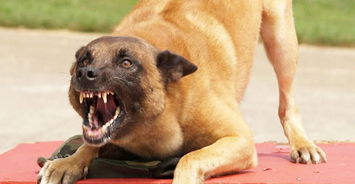 西安宠物狗狗出售纯种巴哥犬幼犬领养