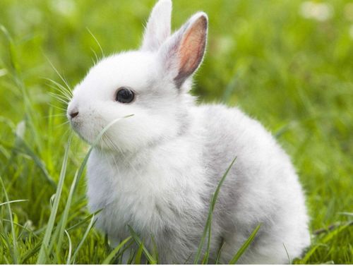 5种最受欢迎的兔子,你见过几种呢