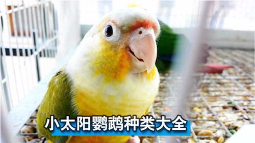 除了中华田园犬,中国还有这11种狗狗