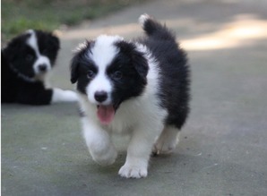 唐山宠物狗犬舍出售纯种大白熊犬