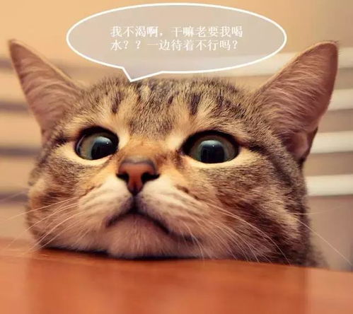 卡通动物宠物萌宠小猫咪png海报设计素材图片