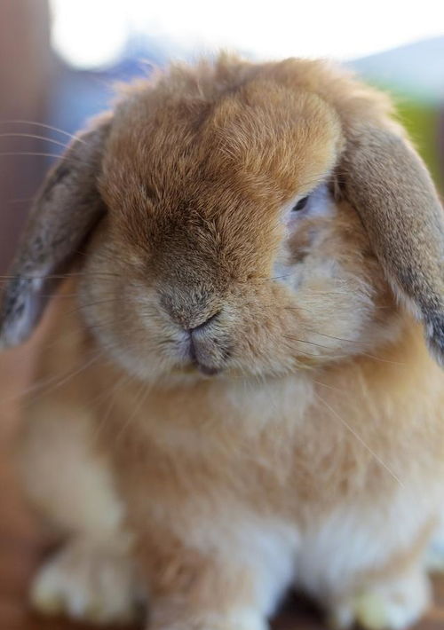 什么样的兔子比较好养比较温顺可以抱着的那种,不会很脏的