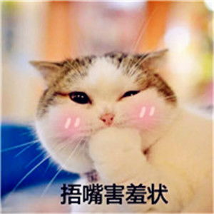 猫奴公认最好养的5种猫,中华田园猫上榜,你家猫在其中吗