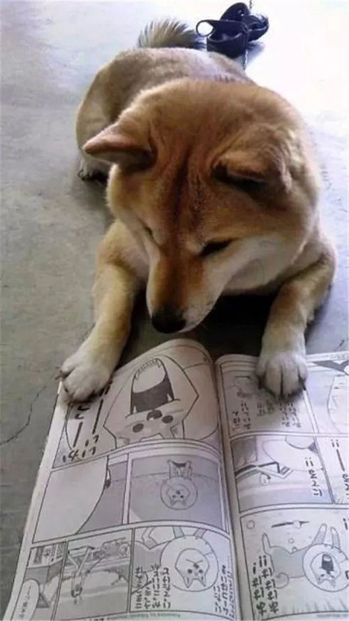 可爱狗狗桌面壁纸