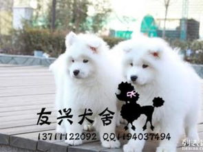 上海哪里卖的比格犬更便宜