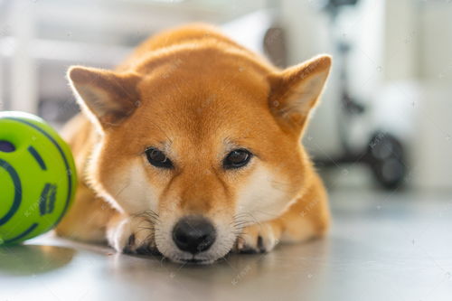 男猫咪的名字独特一点,可以适应当下的时尚潮流