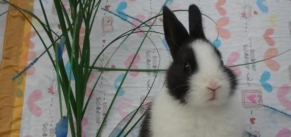 斑点兔缺乏维生素怎么补,给兔子补维生素方法
