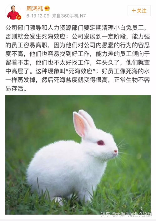 兔子寿命能活多久,影响兔子寿命的因素,怎么才能让兔子更长寿