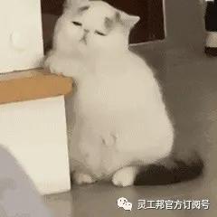 你知道张艺兴的两只宠物猫都是什么品种吗