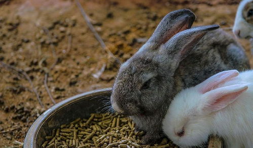 拜登在社交媒体炫耀新养的爱犬,之前宠物狗两次咬伤人,被逐出白宫