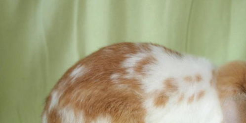 突然发现鞠婧祎的宠物猫好可爱,是什么品种